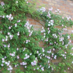 Rosa 'Paul's Himalayan Musk' -Cheap Plants Store pl2000005398 card5 lg