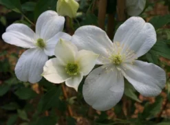 Clematis 'Miss Christine' -Cheap Plants Store pl2000005510 card3 lg