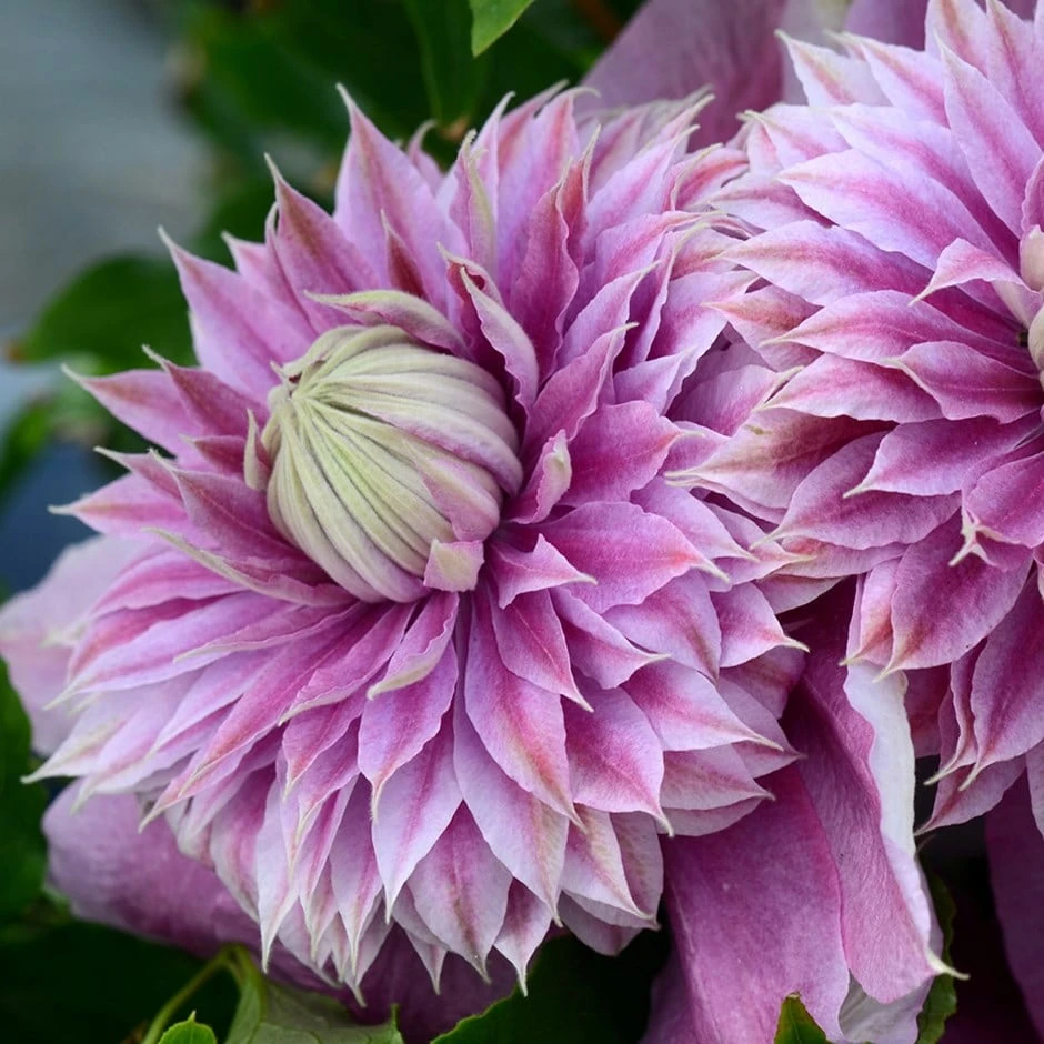 Clematis Josephine ('Evijohill') (PBR) 1 Clematis Josephine ('Evijohill') (PBR)