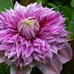 Clematis Josephine ('Evijohill') (PBR) 5 Clematis Josephine ('Evijohill') (PBR) -Cheap Plants Store pl2000005511 card3 lg