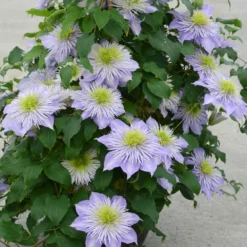 Clematis Crystal Fountain ('Evipo038') (PBR) -Cheap Plants Store pl2000005864 card3 lg