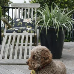 Astelia 'Silver Shadow' (PBR) -Cheap Plants Store pl2000005905 card4 lg