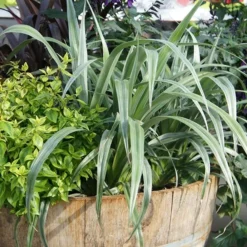 Astelia 'Silver Shadow' (PBR) -Cheap Plants Store pl2000005905 card6 lg