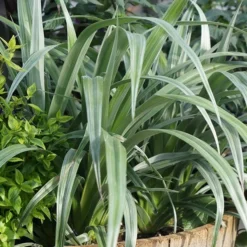 Astelia 'Silver Shadow' (PBR) -Cheap Plants Store pl2000005905 card7 lg