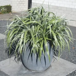 Astelia 'Silver Shadow' (PBR) -Cheap Plants Store pl2000005905 card8 lg