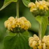 Phlomis Russeliana