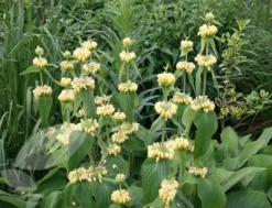 Phlomis Russeliana -Cheap Plants Store pl2000005933 card6 lg