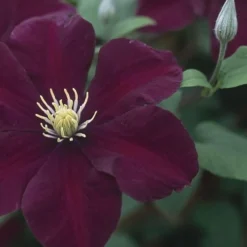 Clematis 'Warszawska Nike' -Cheap Plants Store pl2000006222 card3 lg