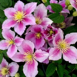 Clematis 'Piilu'