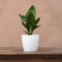 Strelitzia Reginae -Cheap Plants Store pl2000006625 card3 lg