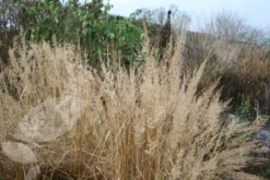 Calamagrostis Brachytricha -Cheap Plants Store pl2000006788 card4 lg