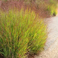 Panicum Virgatum 'Shenandoah' 7 Panicum Virgatum 'Shenandoah' -Cheap Plants Store pl2000007020 card4 lg