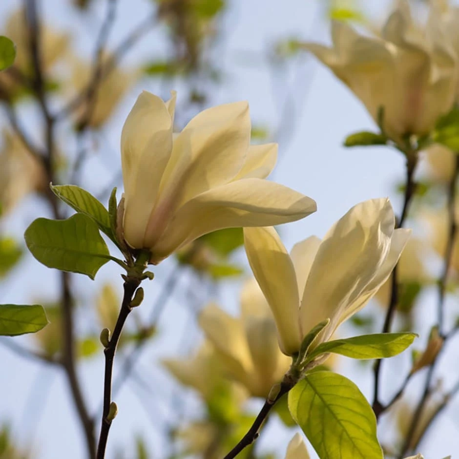 Magnolia Denudata Yellow River ('Fei Huang') 1 Magnolia Denudata Yellow River ('Fei Huang')