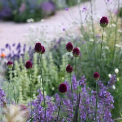 Allium Sphaerocephalon 8 Allium Sphaerocephalon -Cheap Plants Store pl2000008214 card4 lg