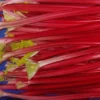 Rhubarb 'Raspberry Red'