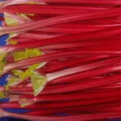Rhubarb 'Raspberry Red'