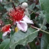 Feijoa Sellowiana