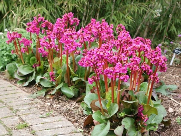 Bergenia 'Overture' 2 Bergenia 'Overture' - Image 2