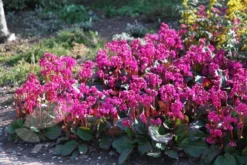 Bergenia 'Overture' 7 Bergenia 'Overture' -Cheap Plants Store pl2000009796 card4 lg