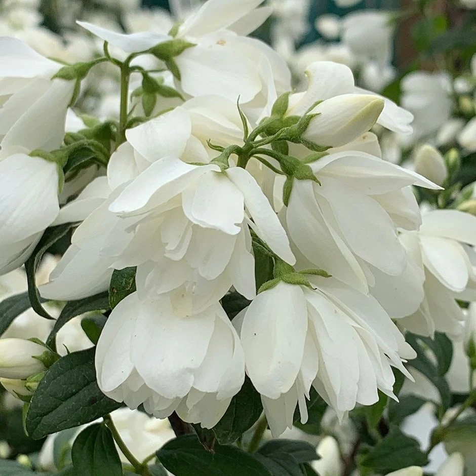 Philadelphus 'Snowbelle' 1 Philadelphus 'Snowbelle'