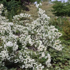 Philadelphus 'Snowbelle' 8 Philadelphus 'Snowbelle' -Cheap Plants Store pl2000009901 card4 lg