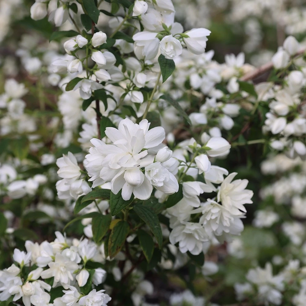 Philadelphus 'Snowbelle' 5 Philadelphus 'Snowbelle' - Image 5