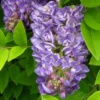 Wisteria Frutescens 'Longwood Purple'