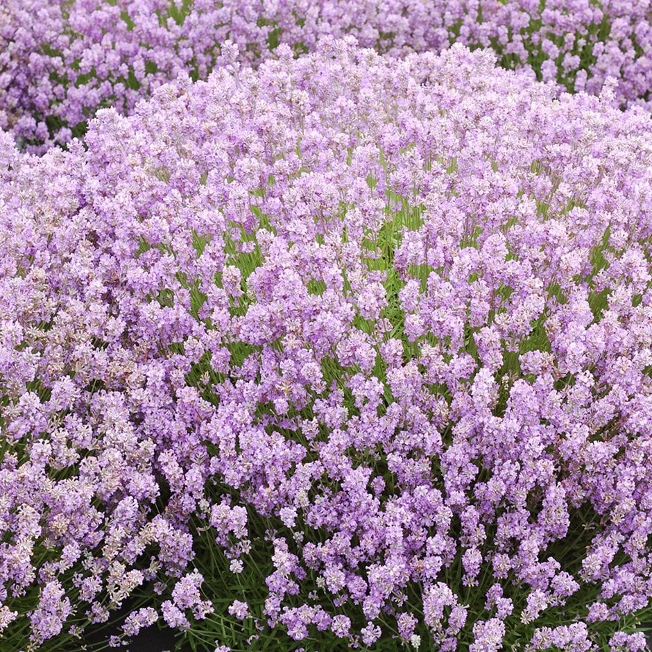 Lavandula Angustifolia 'Rosea' 1 Lavandula Angustifolia 'Rosea'