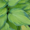 Hosta (Tardiana Group) 'June'