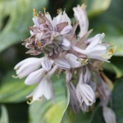 Hosta (Tardiana Group) 'June' -Cheap Plants Store pl2000010755 card3 lg