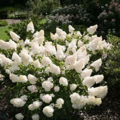 Hydrangea Paniculata Vanille Fraise ('Renhy') (PBR) -Cheap Plants Store pl2000011165 card3 lg