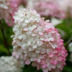 Hydrangea Paniculata Vanille Fraise ('Renhy') (PBR) -Cheap Plants Store pl2000011165 card4 lg