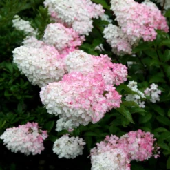 Hydrangea Paniculata Vanille Fraise ('Renhy') (PBR) -Cheap Plants Store pl2000011165 card5 lg