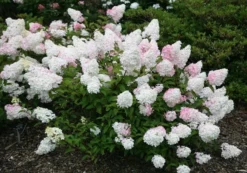 Hydrangea Paniculata Vanille Fraise ('Renhy') (PBR) -Cheap Plants Store pl2000011165 card6 lg