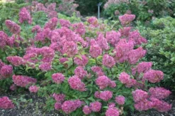 Hydrangea Paniculata Vanille Fraise ('Renhy') (PBR) -Cheap Plants Store pl2000011165 card7 lg
