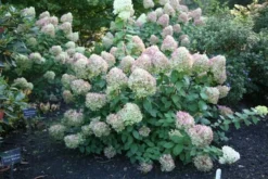 Hydrangea Paniculata 'Limelight' (PBR) 10 Hydrangea Paniculata 'Limelight' (PBR) -Cheap Plants Store pl2000011169 card4 lg