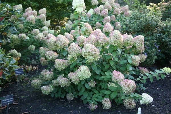 Hydrangea Paniculata 'Limelight' (PBR) 4 Hydrangea Paniculata 'Limelight' (PBR) - Image 4