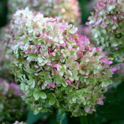 Hydrangea Paniculata 'Limelight' (PBR) 11 Hydrangea Paniculata 'Limelight' (PBR) -Cheap Plants Store pl2000011169 card5 lg