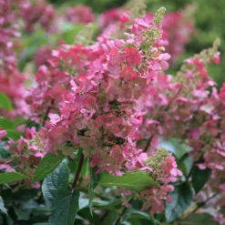 Hydrangea Paniculata Pinky-Winky ('Dvppinky') (PBR) -Cheap Plants Store pl2000011174 card3 lg