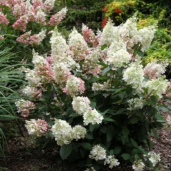 Hydrangea Paniculata Pinky-Winky ('Dvppinky') (PBR) -Cheap Plants Store pl2000011174 card4 lg
