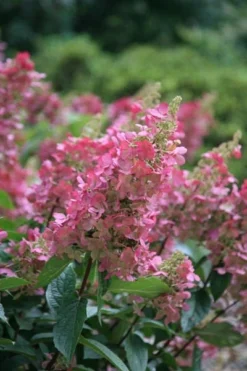 Hydrangea Paniculata Pinky-Winky ('Dvppinky') (PBR) -Cheap Plants Store pl2000011174 card6 lg