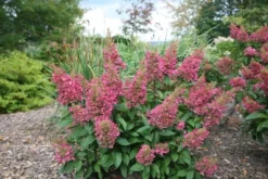 Hydrangea Paniculata Pinky-Winky ('Dvppinky') (PBR) -Cheap Plants Store pl2000011174 card7 lg