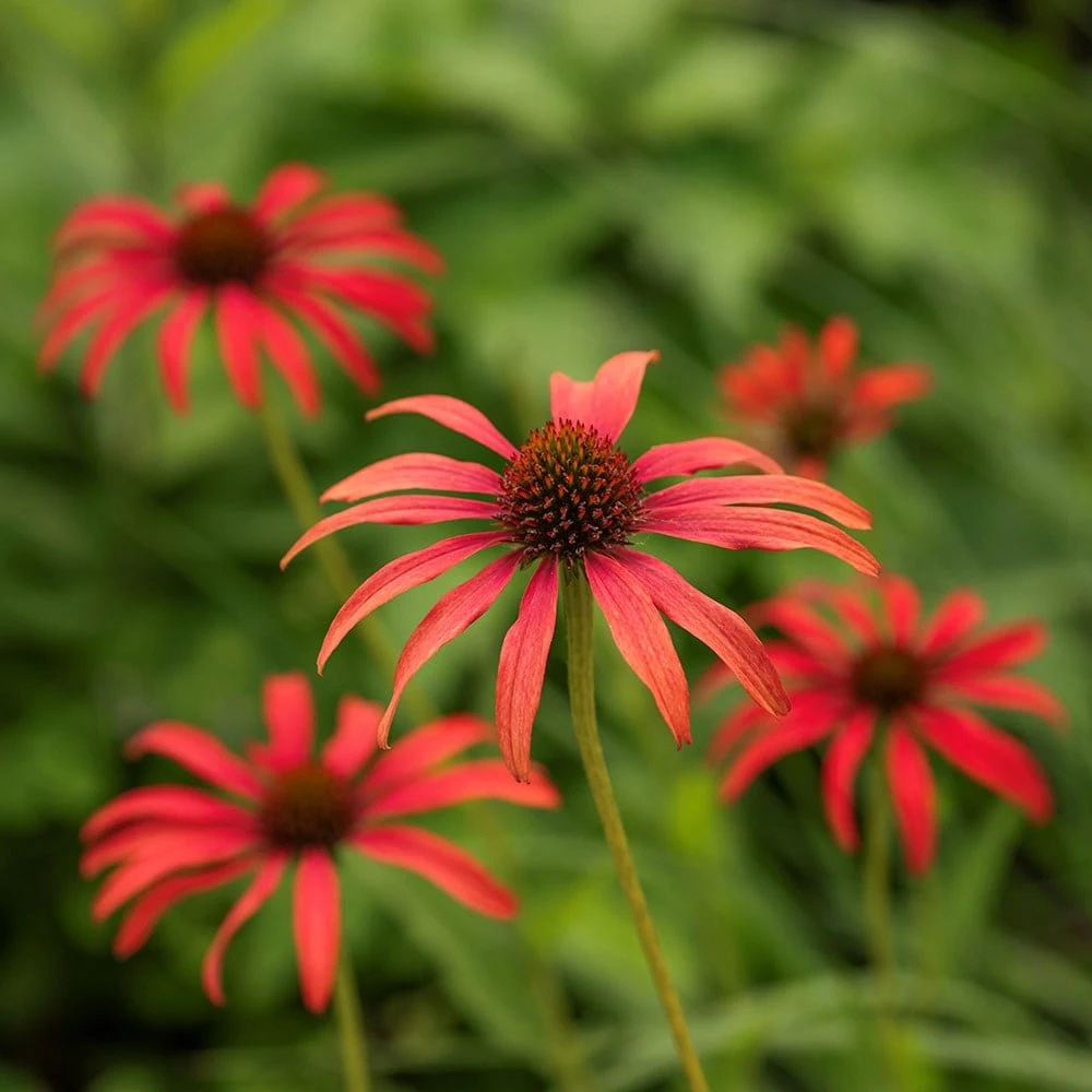 Echinacea 'Tomato Soup' (PBR) 2 Echinacea 'Tomato Soup' (PBR) - Image 2