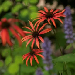 Echinacea 'Tomato Soup' (PBR) 8 Echinacea 'Tomato Soup' (PBR) -Cheap Plants Store pl2000011202 card4 lg