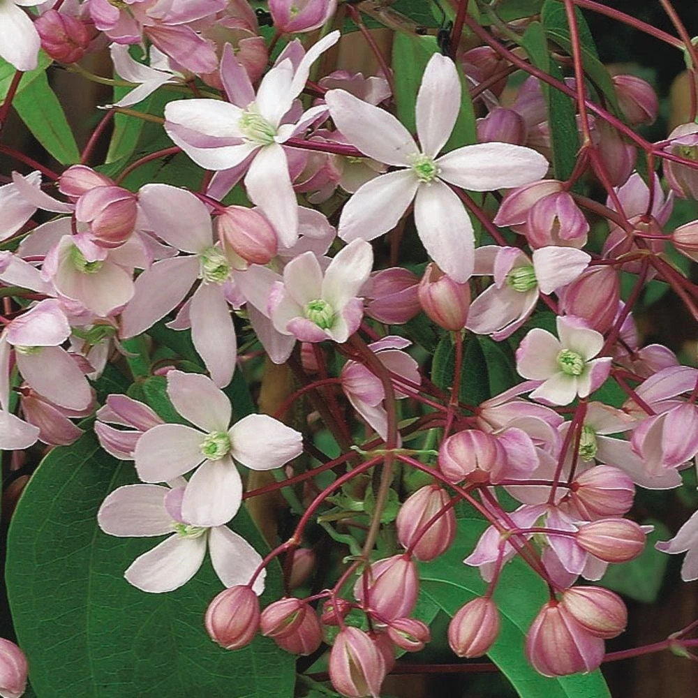 Clematis 'Hendersonii Rubra' 2 Clematis 'Hendersonii Rubra' - Image 2