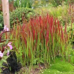 Imperata Cylindrica 'Rubra'
