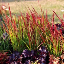 Imperata Cylindrica 'Rubra' -Cheap Plants Store pl2000011922 card3 lg