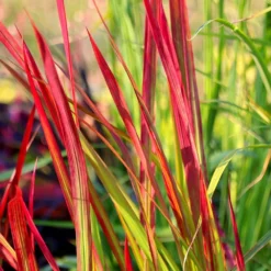 Imperata Cylindrica 'Rubra' -Cheap Plants Store pl2000011922 card4 lg