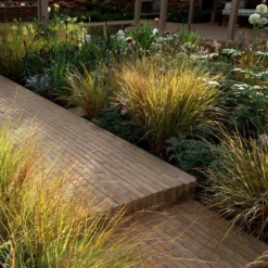 Anemanthele Lessoniana -Cheap Plants Store pl2000011924 card3 lg