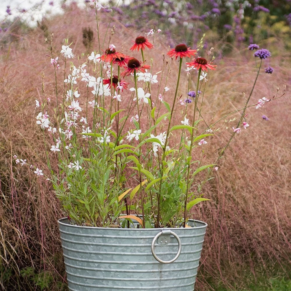 Oenothera Lindheimeri 'Whirling Butterflies' 3 Oenothera Lindheimeri 'Whirling Butterflies' - Image 3